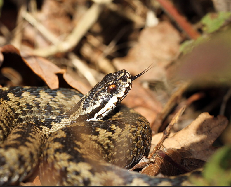 Adder coiled in autumn leaves with tongue flicking showing red eye
