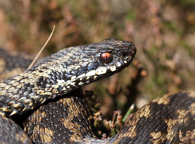 Adder close-up portrait showing red eye and scale detail