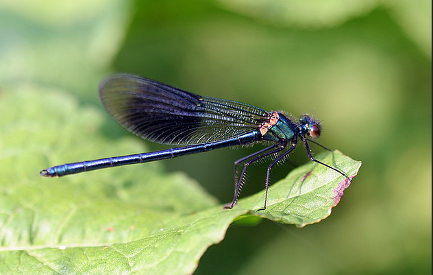 Banded demoiselle damselfly resting on green leaf
