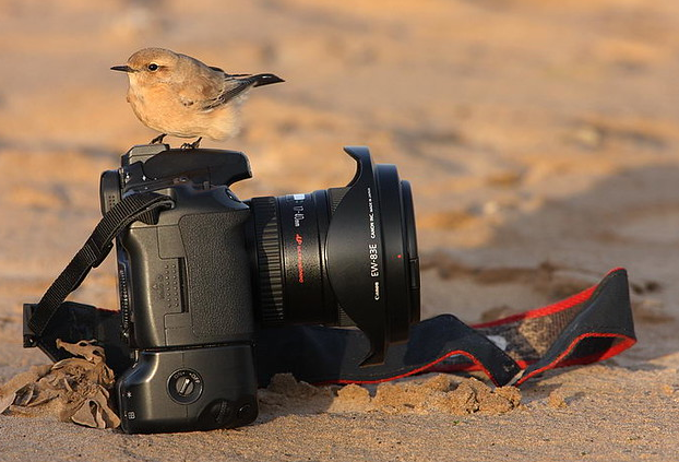 Small bird perched on Canon camera in desert setting