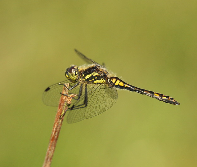 Black darter dragonfly perched on stem against soft green background