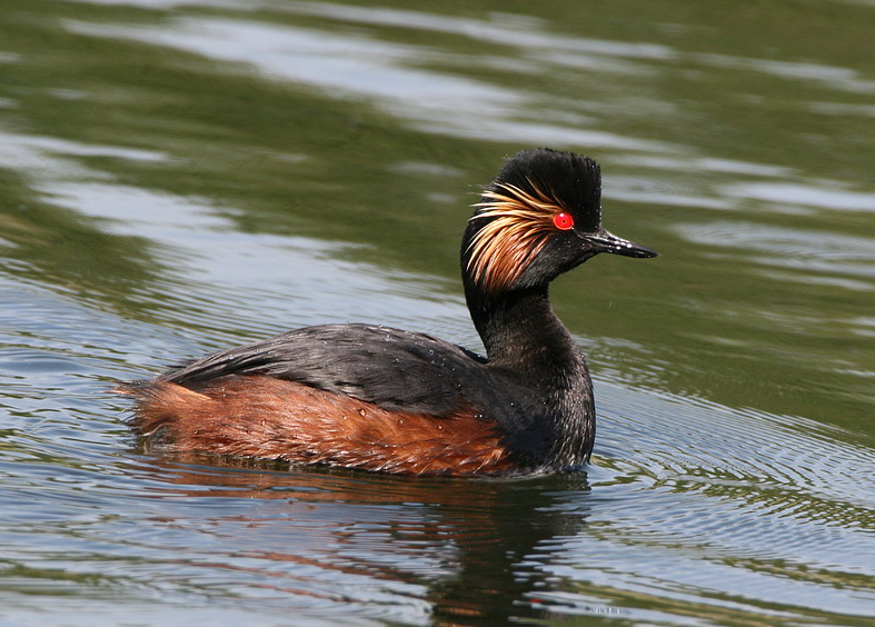 Black-necked grebe in breeding plumage swimming on water