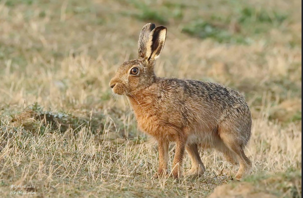 Brown hare running alertly across dry winter grassland