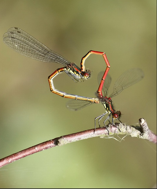 Two large red damselflies mating forming a heart shape on a branch