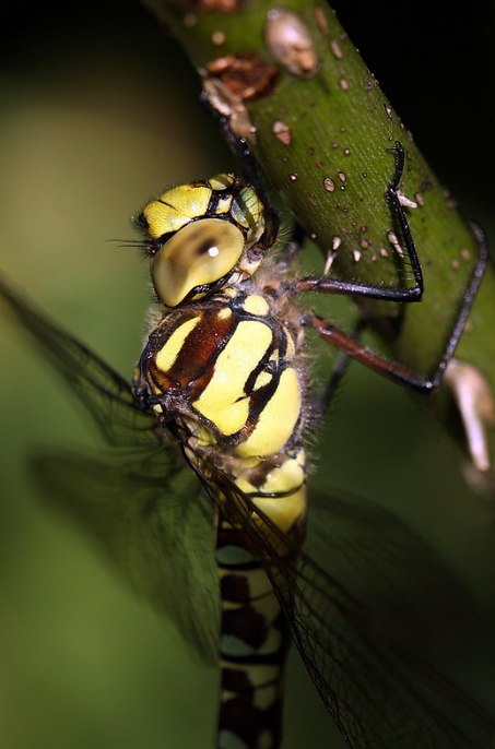 Dragonfly close-up clinging to green stem with yellow compound eyes