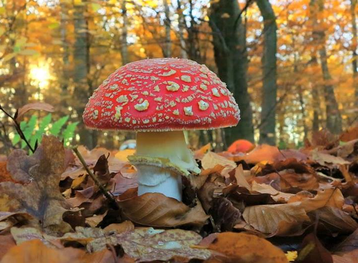 Fly agaric mushroom with vivid red cap and white spots in autumn forest leaf litter