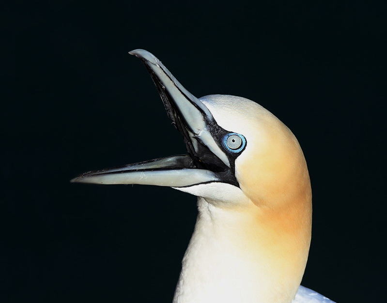 Gannet portrait with beak open wide against jet black background