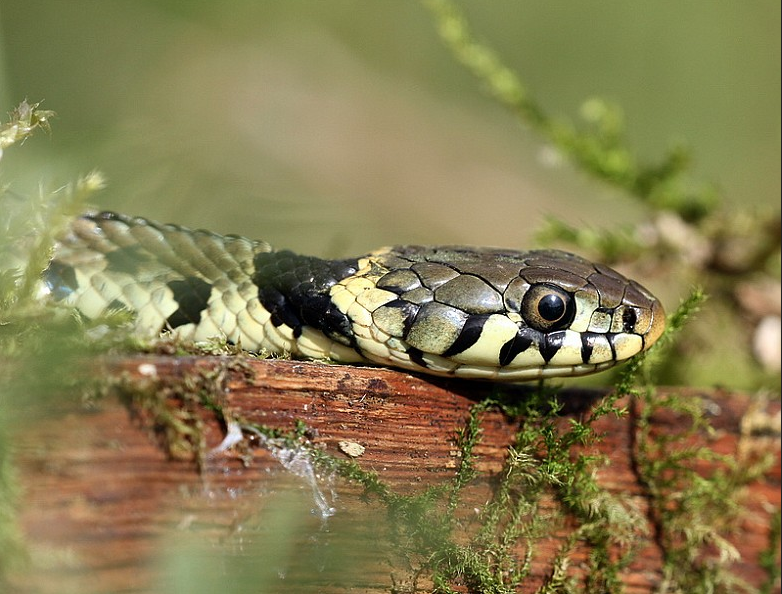 Grass snake resting on mossy log surrounded by green vegetation
