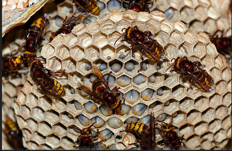 Hornets tending to larvae on exposed honeycomb nest cells close-up
