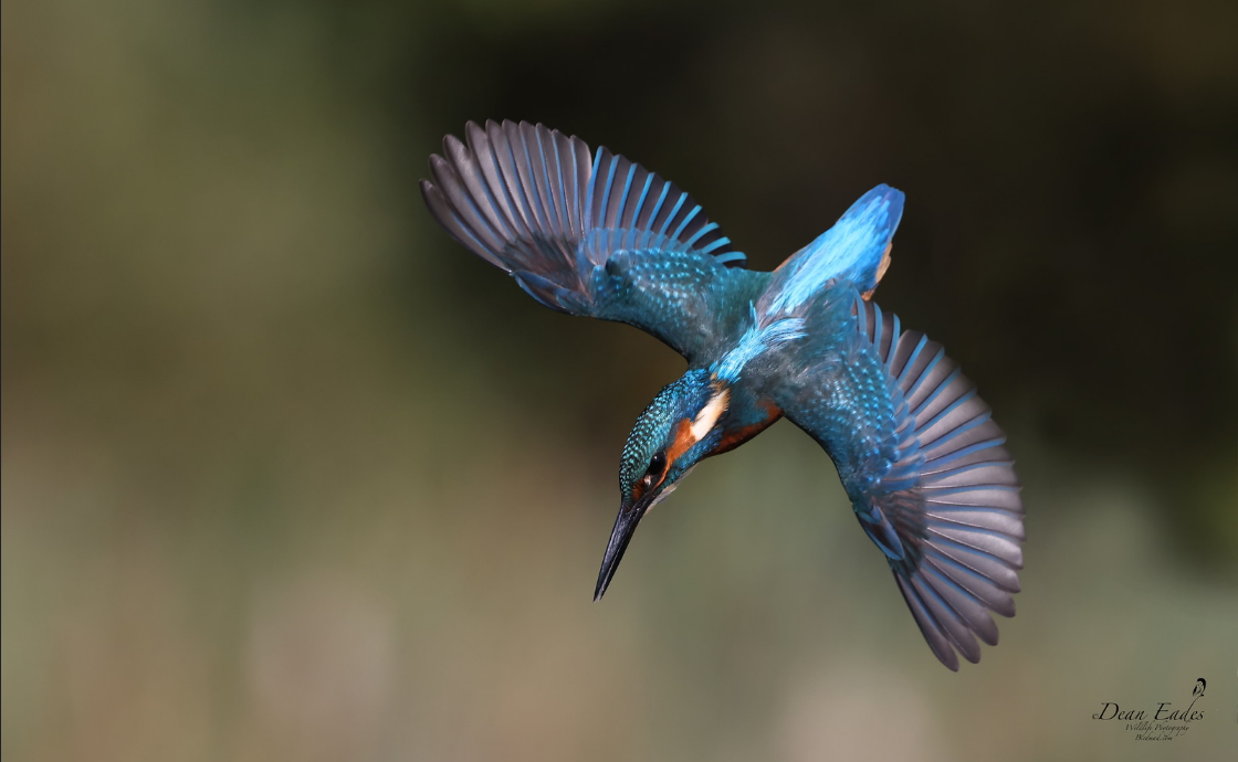 Kingfisher in dramatic dive with wings fully spread