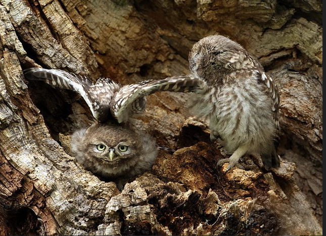 Two little owls in a tree cavity one stretching its wing