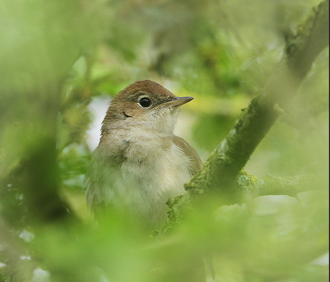 Nightingale perched amongst dense green foliage