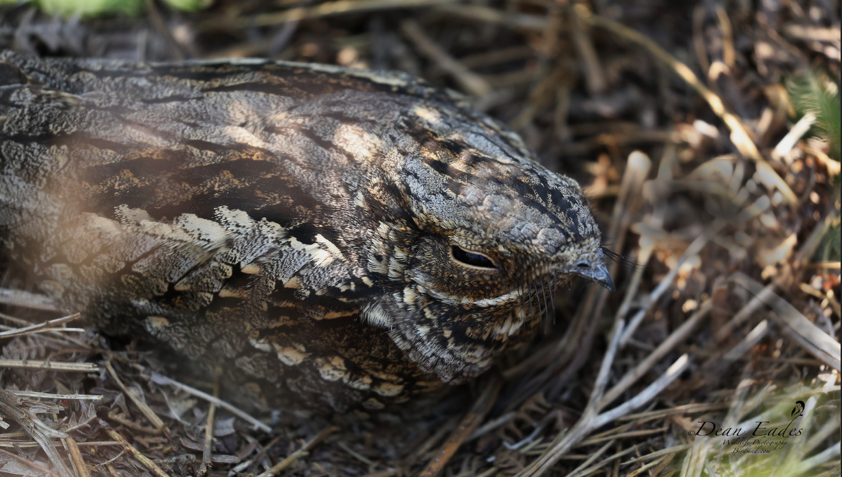 Nightjar perfectly camouflaged on forest floor