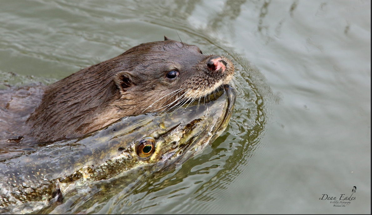 Otter carrying large fish in water