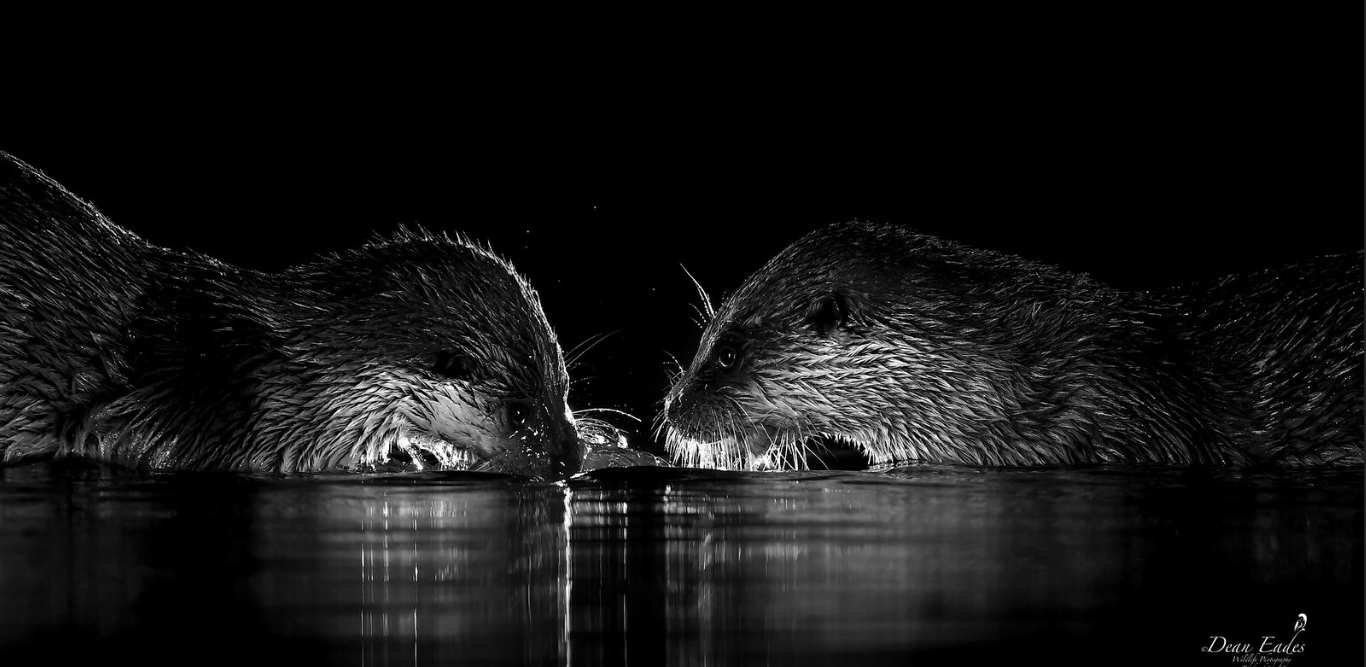 Two otters face to face in black and white