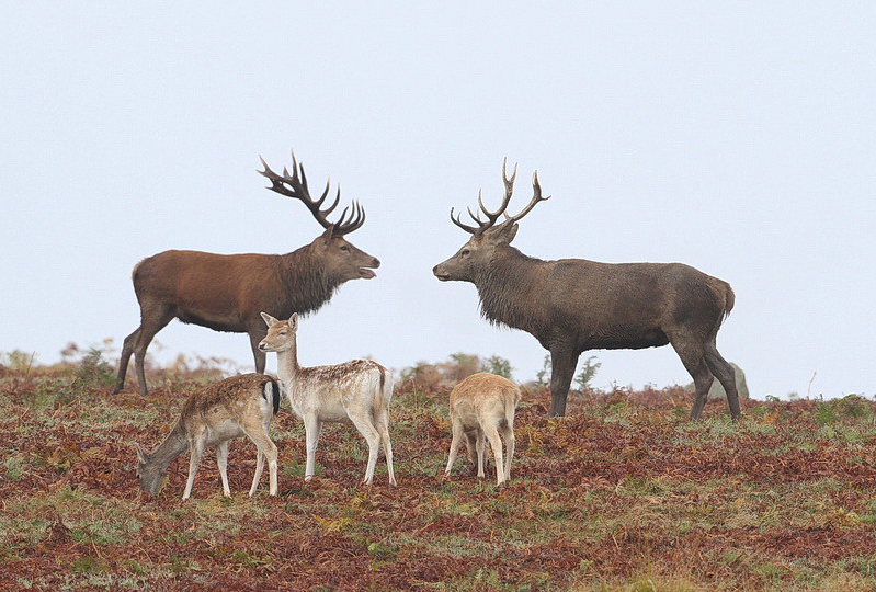 Two red deer stags facing off with hinds on autumn moorland