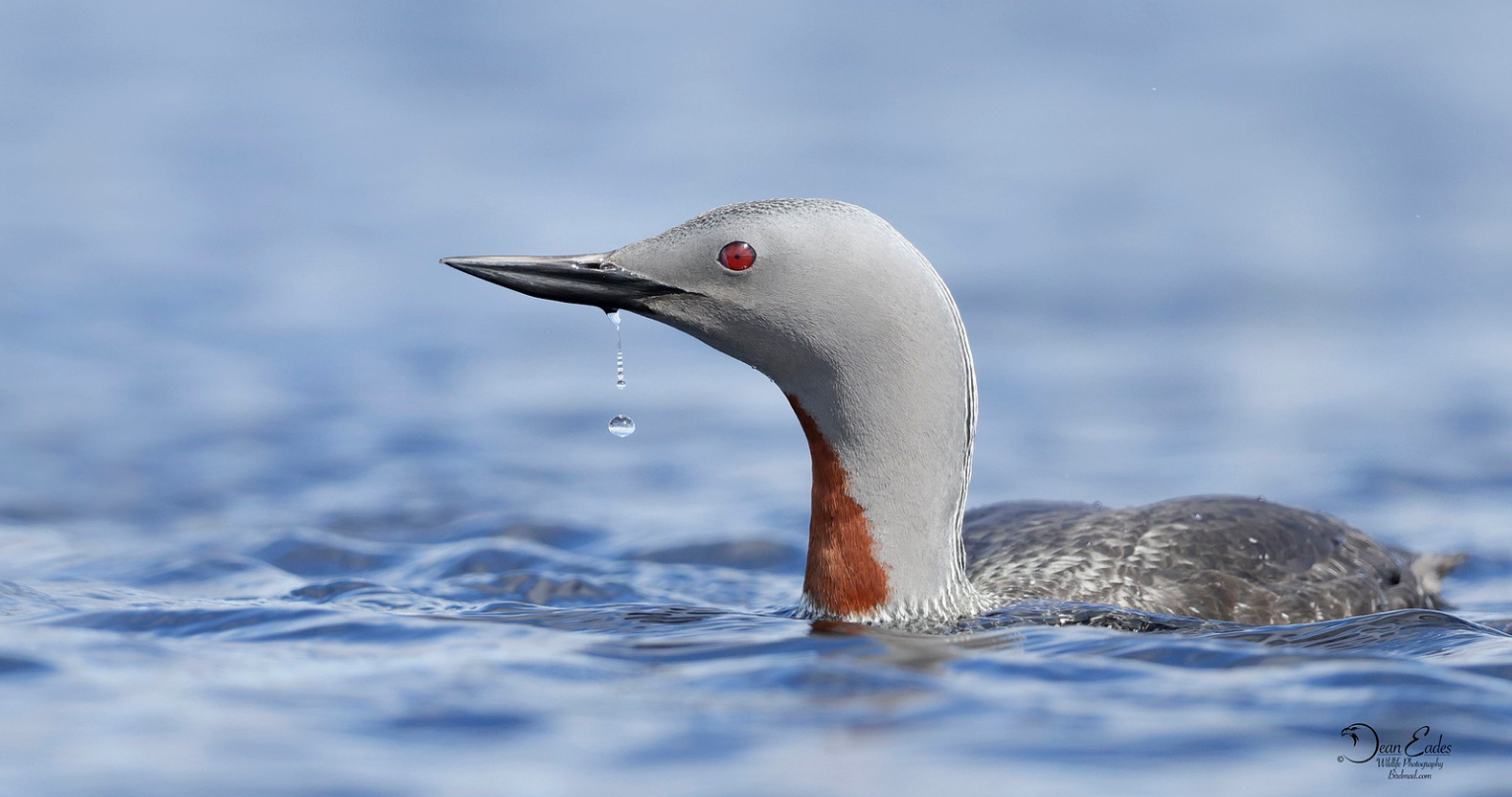 Red-throated diver close-up with water droplet falling from bill