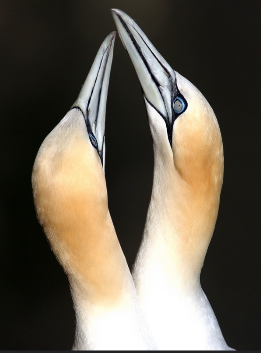Shag close-up portrait showing vivid green eye and yellow gape