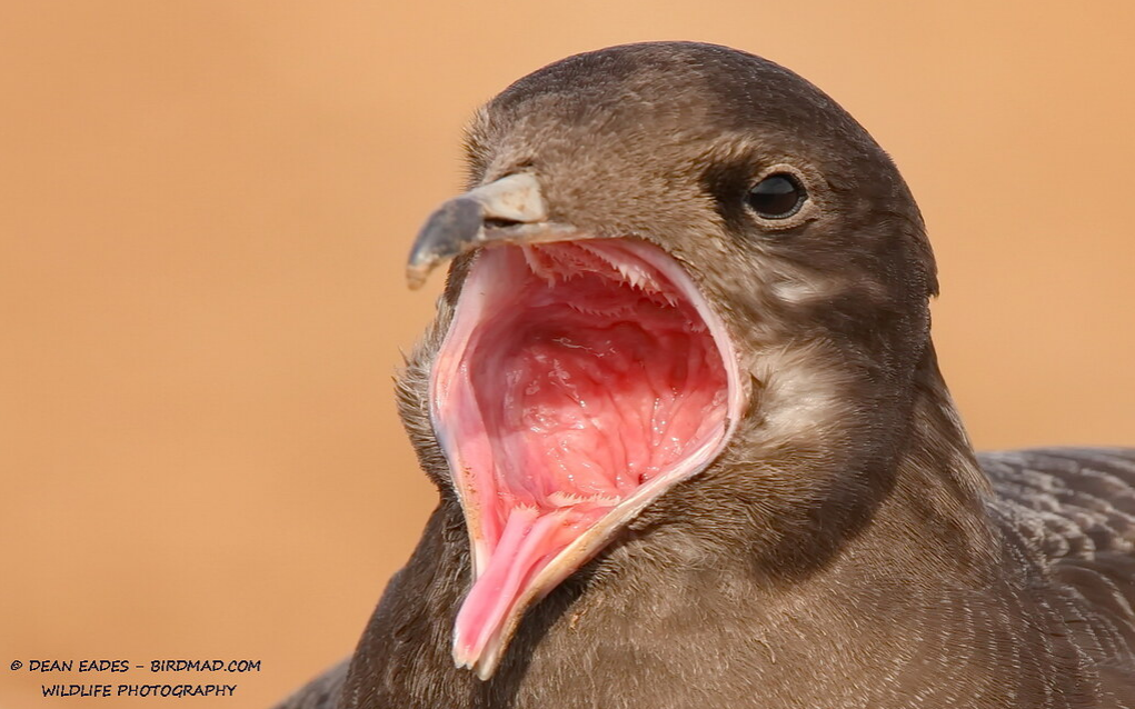 Sooty shearwater close-up portrait with beak wide open showing pink interior against tan background