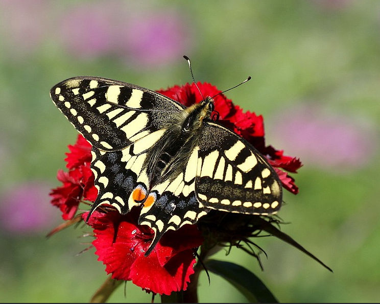 Swallowtail butterfly with wings open on red carnation flower
