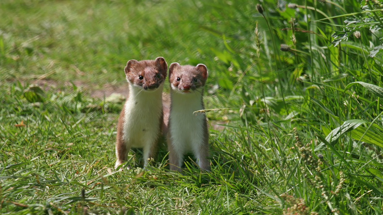 Two weasels standing upright in green grass
