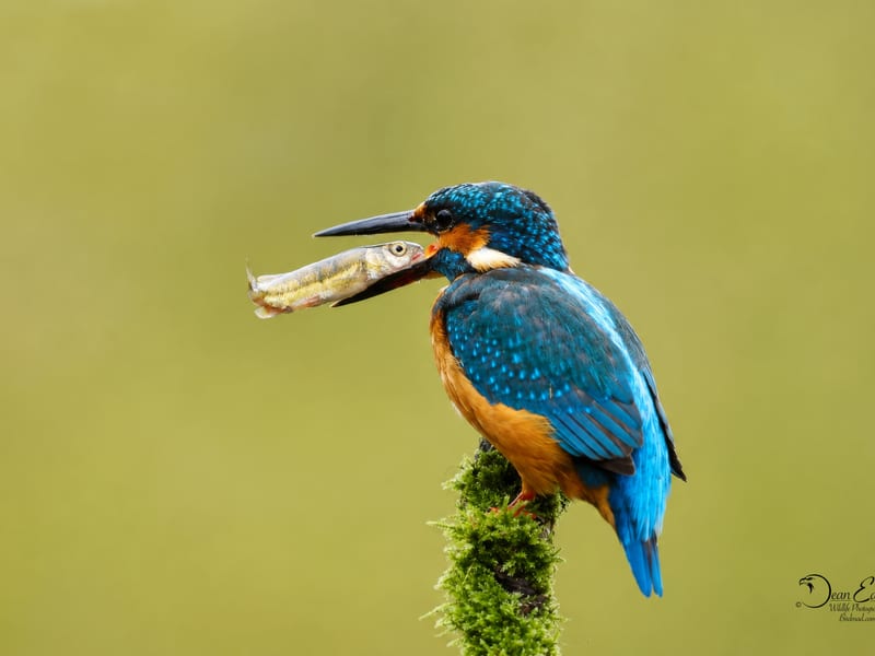 Pond Hide