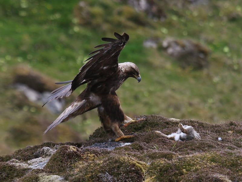 Scottish Highlands